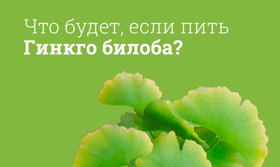 Как действует гинкго билоба на организм